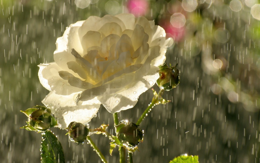 Awesome_Rainy_Wallpapers_www.laba.ws