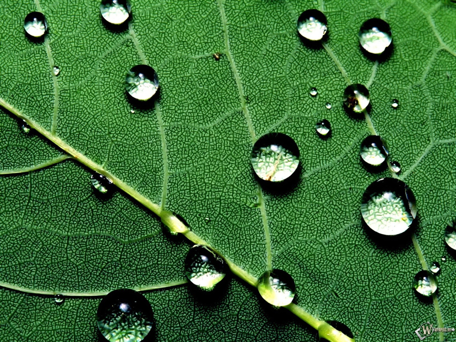 Фото Капель На Листе